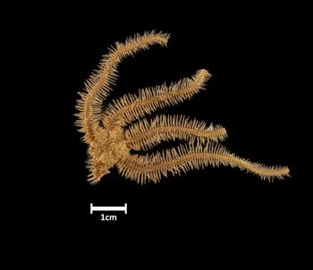 Media type: image;   Invertebrate Zoology OPH-4158 Description: Top of brittle star with a view of the disc.;  Aspect: dorsal